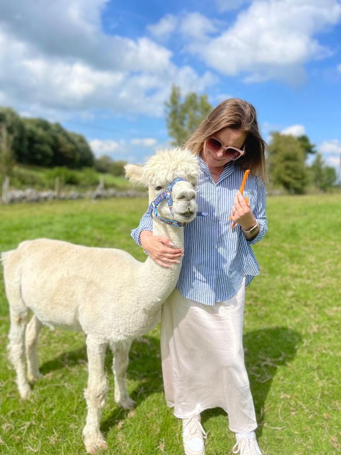Unique Stay On An Alpaca Therapy Farm With Miniature Donkeys North Wales Mold Zewnętrze zdjęcie